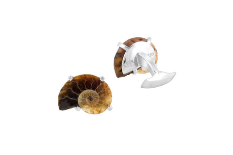 Madagascar Ammonites - Evolution